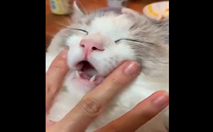 撸喵新法！主人輕摸鬍鬚墊　貓咪張嘴超陶醉網笑：太舒服！