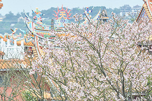 在家也能賞花！新北市推線上賞櫻更新各地花況