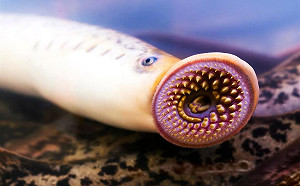 五大湖區鱒魚殺手「八目鰻」！迫使美加聯手除害