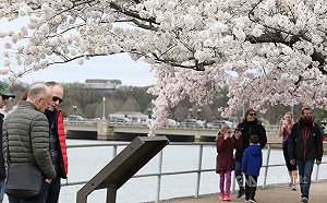 疫情衝擊 華府櫻花季賞櫻人潮銳減