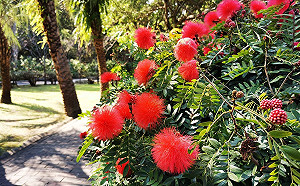 春天的絢爛煙火！台北市3處公園粉撲花優美綻放