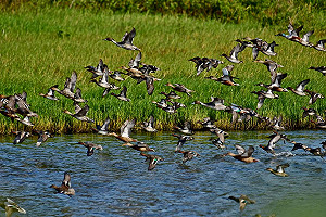 熱鬧非凡！數千高蹺鴴過境香山濕地現「黑白潮」