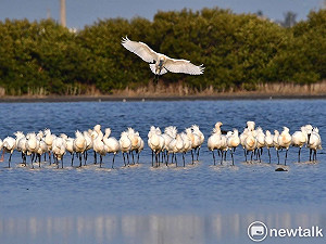 黑面琵鷺北返日 歡迎各界赴頂山賞鳥亭歡送黑琵