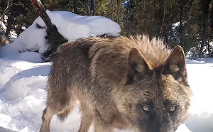 (影)狼老大在雪地中發現攝影機狂舔　後面那隻乖等：輪到偶了嗎？