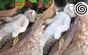 奶奶家花盆長浪貓　仰躺熟睡叫不醒女子只好這樣做！