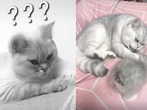 (影)對小孩巴頭又哈氣　貓爸「感覺不對」一抬頭網笑：慘了！