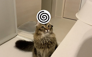 (影)貓咪頭上長「菇菇」？主人意外捕捉獵奇視角萌翻網友