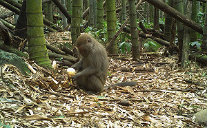 嘉義獼猴危害作物 陳明文協助免除副產物價金分收
