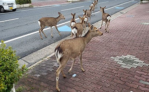 (影)居民因新冠肺炎在家防疫　空蕩街道出現動物散步奇景