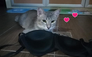 大馬封城　貓咪竟偷囤鄰居「不辣甲」媽崩潰：已到手4件！