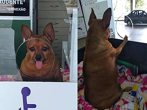 巴西胖汪每天到車站售票處上班　工作內容：對客人賣萌！