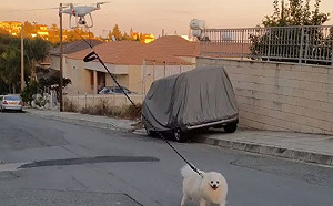 (影)全境封城　飼主以空拍機遛狗小白汪燦笑：放風箏耶！