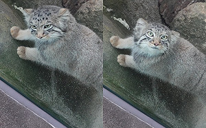 (影)兔猻發現推主在看好奇張望　下秒超軟Q轉頭嚇壞網：大法喵？