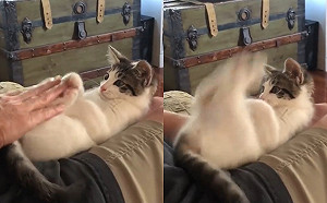 (影)壓「神秘開關」小貓躁動蹦蹦蹦空中飛踢　網笑：應該是隻兔子！