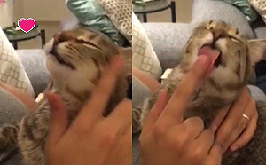 (影)奴才沾喵口水幫主子理毛　貓咪一臉舒服：這個服務很不錯！