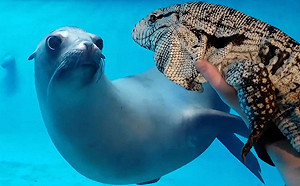 (影)因疫情眾多動物園封館　動物首次相見歡好奇模樣萌翻天！