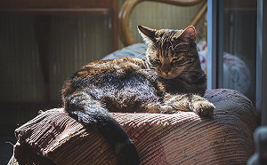 武漢肺炎》比利時首例寵物貓確診  有消化不良、呼吸急促症狀