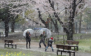 不畏武漢肺炎疫情 東京民眾大雪中賞櫻