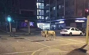 普丁放獅子是笑話！俄外交部稱放熊比較有效率　網友笑：維尼熊嗎？