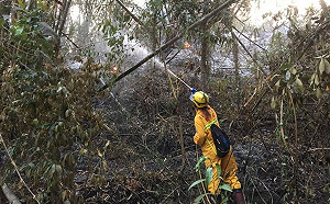 4月森林火災高峰期！林務局籲遵守6原則救山林