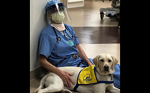 疫情嚴峻前線醫護壓力爆大　受訓中服務犬提供抱抱服務：要加油唷！