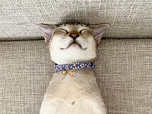 (影)豪邁貓咪熟睡中雙腿騰空  網驚：下半身超有力！