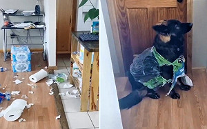 (影)女子回家衛生紙碎滿地以為被竊　轉頭秒逮犯人：笨汪你穿啥？