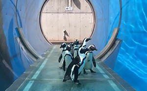 (影)日本水族館因防疫休館　企鵝「包場遊園」網笑：戶外教學！