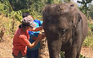 武漢肺炎》疫情衝擊觀光業！ 泰國2000頭大象被迫失業恐餓死