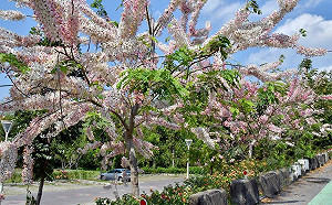 被粉紅陣雨包圍！高雄阿公店花旗木美得正當時