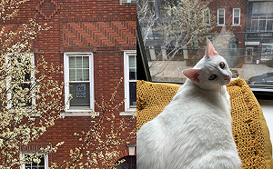 好想認識你！女子居家防疫中搭訕對面白貓鄰居　竟牽起意外緣分