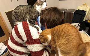 (影)下班一開家門！竟見遠距工作妻被糾纏夾攻　貓：休想逃