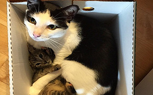 (影)黑白貓學會開門　竟是為了擔任中途貓保母！