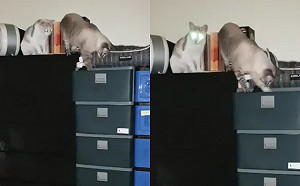 (影)半夜聞怪聲！男子驚醒見「鴛鴦大盜」一把風一下手　把內褲全翻出