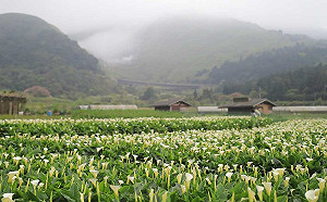 走入海芋花海！陽明山竹子湖10個不能錯過的唯美打卡點