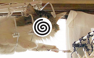 (影)調皮貓愛爬高卡在衣架上　下不來眼神死：鏟屎的快救駕！