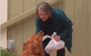 超貼心！黃金獵犬遞送物資給居家隔離鄰居婦人