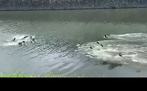 (影)江獺兩方人馬互叫囂逼近　一看陣仗網笑崩：根本幫派拚輸贏！