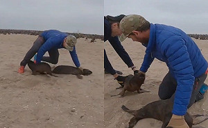 (影)小海獅被魚鉤刺傷男子急救援　一旁同伴猛衝撞：不准傷害牠！