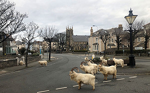 (影)街上全沒人！野生羊大軍入侵市區狂嗑草　居民驚呆：前所未見