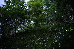 萬隻螢火蟲飛舞！東勢林場螢火蟲季璀璨開跑