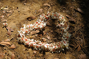 滿地五月雪！北部5處桐花步道輕鬆健行賞花