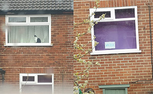 你的名字？居家隔離好無聊　那就由貓咪牽起友誼的橋樑吧！