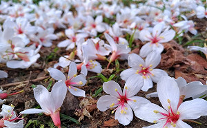 戶外散步賞花去！南部4處不可錯過賞桐熱點