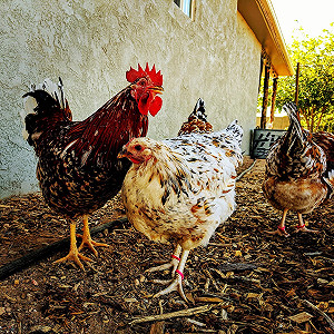 花蓮壽豐設大型養雞場  當地居民憂環境汙染 表達強烈不滿