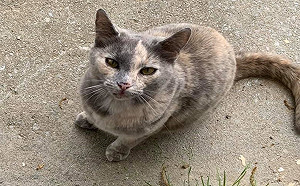 女子搬新家意外發現自來貓　網笑：買房送喵啦！