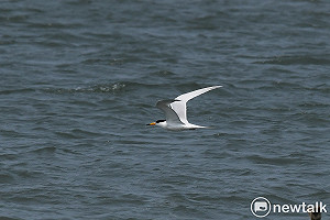 「神話之鳥」黑嘴端鳳頭燕鷗  北門急水溪首度露臉