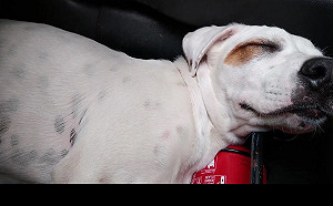 (影)只是買個東西回來　一開車門驚見陌生狗狗自主跳上秒入睡！