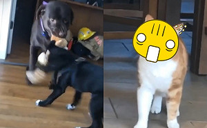 (影)兩黑狗瘋咬喵布偶　橘貓一看秒變臉超驚恐：下一個輪到偶嗎？