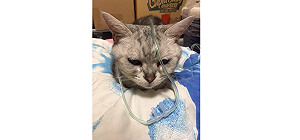 武漢肺炎》中國研究稱貓咪易染新冠病毒 WHO將調查：勿報復動物